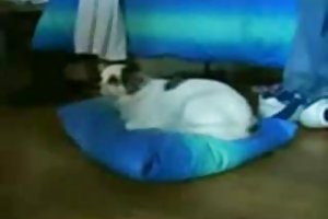Nigger lover vanskelig smacks gift brunette stor pikk